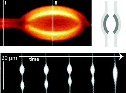 Graphical abstract: Tubular growth and bead formation in the lyotropic lamellar phase of a lipid