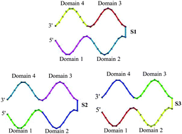 Graphical abstract: Size-controllable DNA nanoribbons assembled from three types of reusable brick single-strand DNA tiles