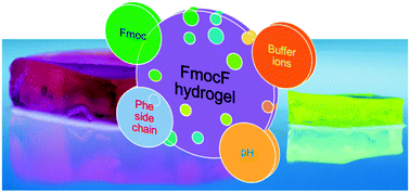 Graphical abstract: Understanding the self-assembly of Fmoc–phenylalanine to hydrogel formation