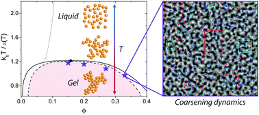 Graphical abstract: Microdynamics and arrest of coarsening during spinodal decomposition in thermoreversible colloidal gels