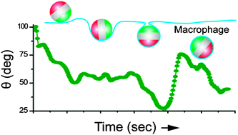 Graphical abstract: Tracking single-particle rotation during macrophage uptake