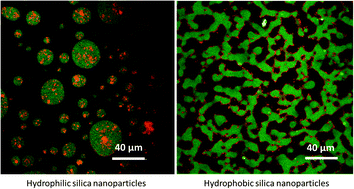 Graphical abstract: Dynamics and rheology of nonpolar bijels