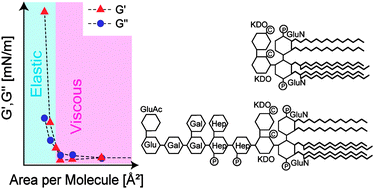 Graphical abstract: Bacterial lipopolysaccharides form physically cross-linked, two-dimensional gels in the presence of divalent cations