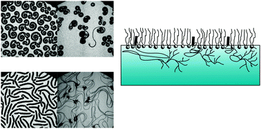 Graphical abstract: Unusual triskelion patterns and dye-labelled GUVs: consequences of the interaction of cholesterol-containing linear-hyperbranched block copolymers with phospholipids
