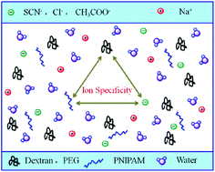 Graphical abstract: Ion specificity of macromolecules in crowded environments