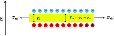 Graphical abstract: Voltage-morphology coupling in biomimetic membranes: dynamics of giant vesicles in applied electric fields