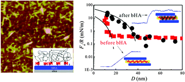 Graphical abstract: Interactions of hyaluronan grafted on protein surfaces studied using a quartz crystal microbalance and a surface force balance