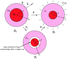 Graphical abstract: Interfacial growth during closure of a cutaneous wound: stress generation and wrinkle formation