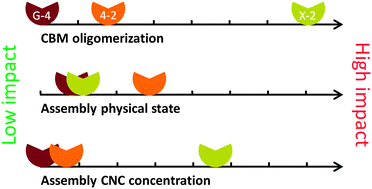 Graphical abstract: Bioinspired assemblies of plant cell wall polymers unravel the affinity properties of carbohydrate-binding modules