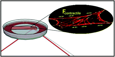 Graphical abstract: Contractile cell forces deform macroscopic cantilevers and quantify biomaterial performance