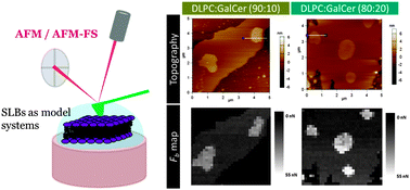 Graphical abstract: Impact of galactosylceramides on the nanomechanical properties of lipid bilayer models: an AFM-force spectroscopy study