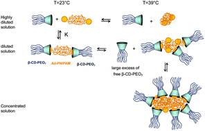 Graphical abstract: Temperature sensitive supramolecular self assembly of per-6-PEO-β-cyclodextrin and α,ω-di-(adamantylethyl)poly(N-isopropylacrylamide) in water