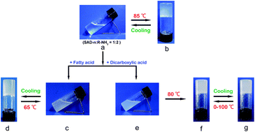 Graphical abstract: Heat-set gels formed from easily accessible gelators of a succinamic acid derivative (SAD) and a primary alkyl amine (R-NH2)