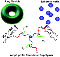 Graphical abstract: From vesicles to micelles: microphase separation of amphiphilic dendrimer copolymers in a selective solvent