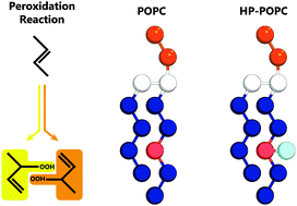 Graphical abstract: Peroxidised phospholipid bilayers: insight from coarse-grained molecular dynamics simulations