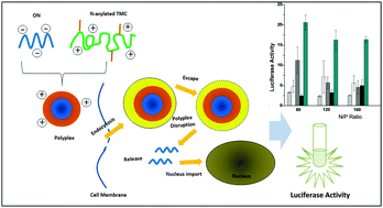 Graphical abstract: Functionalized chitosan derivatives as nonviral vectors: physicochemical properties of acylated N,N,N-trimethyl chitosan/oligonucleotide nanopolyplexes