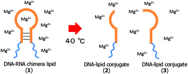 Graphical abstract: Micrometer-sized network structure of novel DNA–lipid conjugates induced by heat stimulation