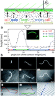 Graphical abstract: Trains, tails and loops of partially adsorbed semi-flexible filaments