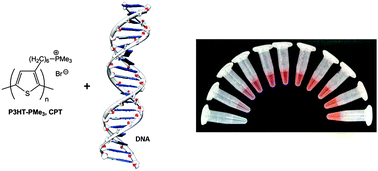 Graphical abstract: Self-assembly and hybridization mechanisms of DNA with cationic polythiophene