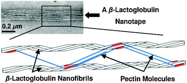 Graphical abstract: β-Lactoglobulin nanofibrils can be assembled into nanotapes via site-specific interactions with pectin