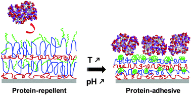 Graphical abstract: Dual stimuli-responsive coating designed through layer-by-layer assembly of PAA-b-PNIPAM block copolymers for the control of protein adsorption