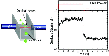 Graphical abstract: Viscoelastic deformation of lipid bilayer vesicles