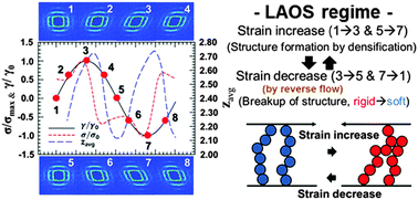Graphical abstract: Structural change and dynamics of colloidal gels under oscillatory shear flow