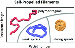 Graphical abstract: Self-propelled worm-like filaments: spontaneous spiral formation, structure, and dynamics