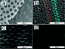 Graphical abstract: Targeted grafting of thermoresponsive polymers from a penetrative honeycomb structure for cell sheet engineering