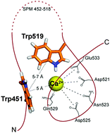 Graphical abstract: Probing the Ca2+-assisted π–π interaction during Ca2+-dependent protein folding