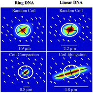 Graphical abstract: Universal scaling of crowding-induced DNA mobility is coupled with topology-dependent molecular compaction and elongation