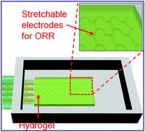 Graphical abstract: Oxygen reduction reaction induced pH-responsive chemo-mechanical hydrogel actuators