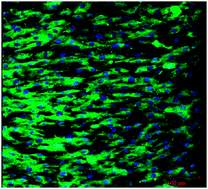 Graphical abstract: Guided differentiation of bone marrow stromal cells on co-cultured cartilage and bone scaffolds