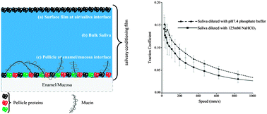 Graphical abstract: Structural modifications of the salivary conditioning film upon exposure to sodium bicarbonate: implications for oral lubrication and mouthfeel