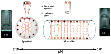 Graphical abstract: pH-Regulated surface property and pH-reversible micelle transition of a tertiary amine-based gemini surfactant in aqueous solution