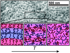 Graphical abstract: Structure, viscoelasticity, and interfacial dynamics of a model polymeric bicontinuous microemulsion