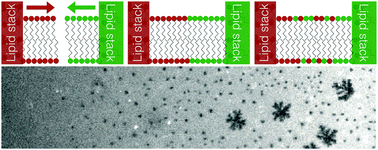 Graphical abstract: Configurable lipid membrane gradients quantify diffusion, phase separations and binding densities