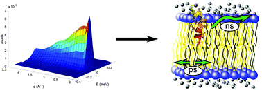 Graphical abstract: Alzheimer's peptide amyloid-β, fragment 22–40, perturbs lipid dynamics