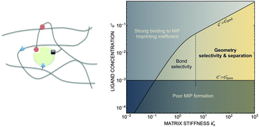 Graphical abstract: Rational design of molecularly imprinted polymers