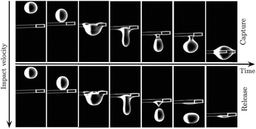 Graphical abstract: Drop impact on a flexible fiber