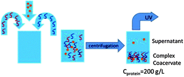 Graphical abstract: Accumulation of small protein molecules in a macroscopic complex coacervate