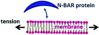 Graphical abstract: Osmotically-induced tension and the binding of N-BAR protein to lipid vesicles