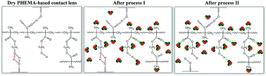 Graphical abstract: Microdynamics mechanism of D2O absorption of the poly(2-hydroxyethyl methacrylate)-based contact lens hydrogel studied by two-dimensional correlation ATR-FTIR spectroscopy