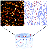 Graphical abstract: Nematic field transfer in a two-dimensional protein fibril assembly