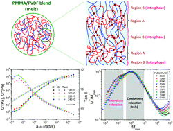 Graphical abstract: Revealing the dynamic heterogeneity of PMMA/PVDF blends: from microscopic dynamics to macroscopic properties
