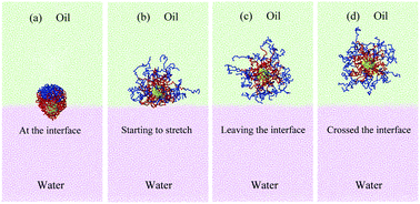 Graphical abstract: Structural properties of polymer-brush-grafted gold nanoparticles at the oil–water interface: insights from coarse-grained simulations