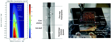 Graphical abstract: A reactor-like spinneret used in 3D printing alginate hollow fiber: a numerical study of morphological evolution