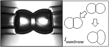 Graphical abstract: The mechanoelectrical response of droplet interface bilayer membranes