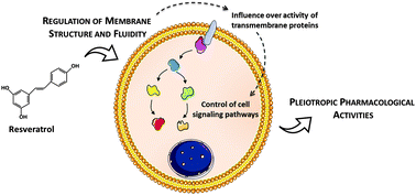 Graphical abstract: Effects of resveratrol on the structure and fluidity of lipid bilayers: a membrane biophysical study