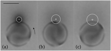 Graphical abstract: Do Lehmann cholesteric droplets subjected to a temperature gradient rotate as rigid bodies?